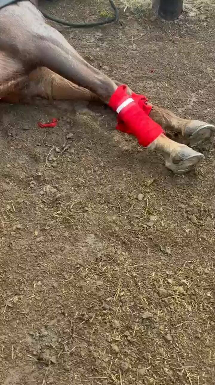 Tres yeguas murieron en el Jockey Club de San Isidro tras la caída de un rayo
