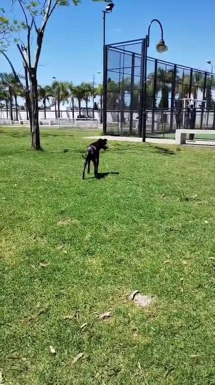 Simba fue rescatado al borde de la muerte