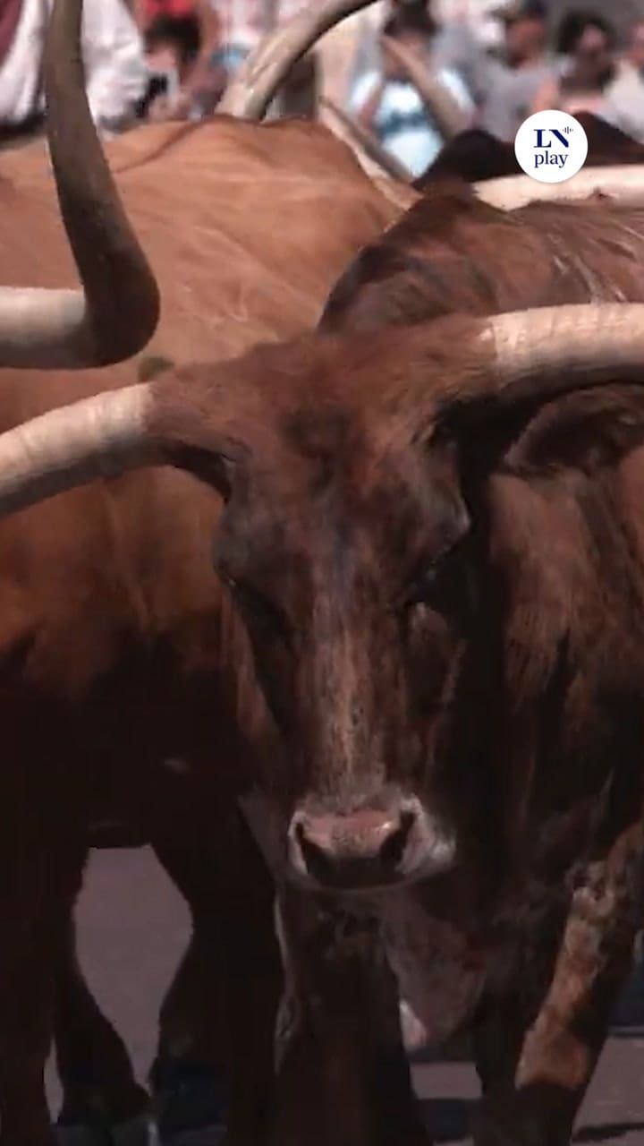 Mundial 2026: Stockyards, un pueblo del lejano oeste entre toros, vaqueros y botas texanas a 7000 dólares