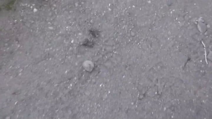 La grave situación de la invasión de Tucuras en Chubut (2019) - Fuente: Noticias El Bolson