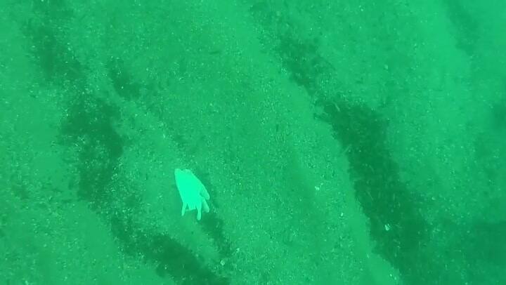 La gran cantidad de guantes y tapabocas que contaminan el Mar Mediterráneo - Fuente: Facebook