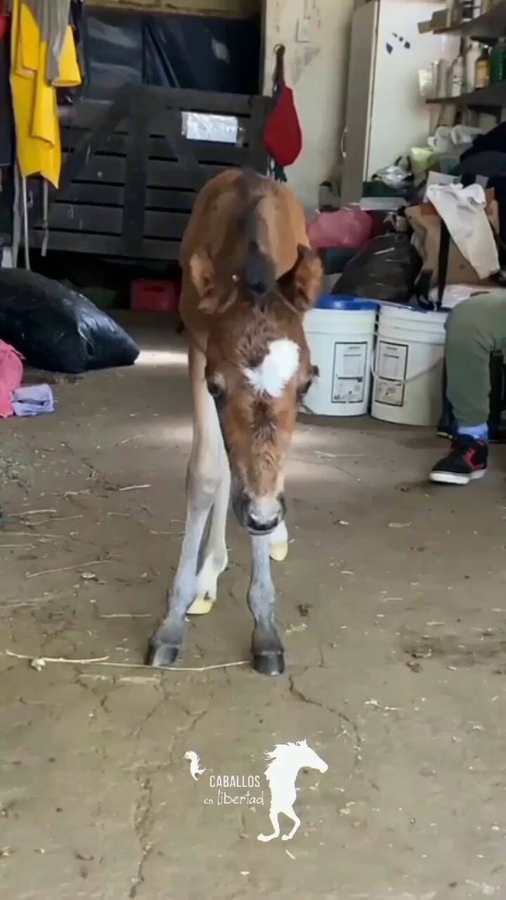Caballo en recuperación
