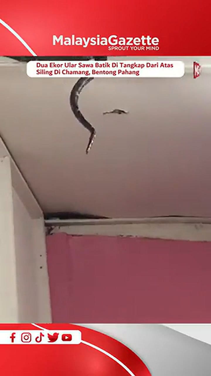 El impactante momento donde caen las serpientes