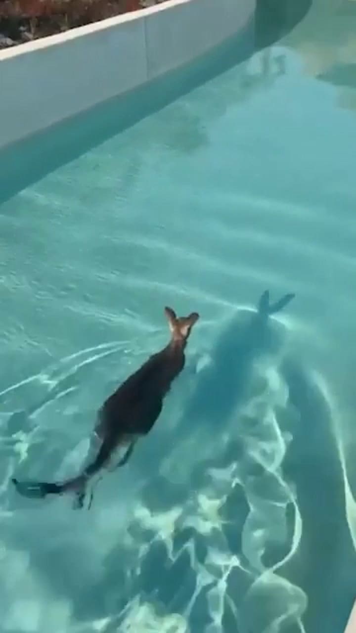 Un canguro sorprendió en un parque temático de Australia