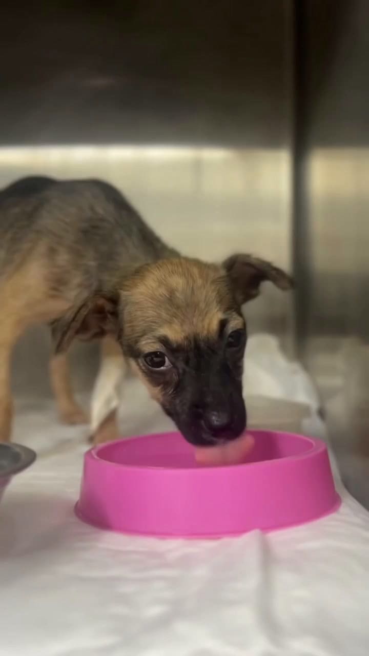 Luzia recibió semanas de cuidados veterinarios para recuperarse