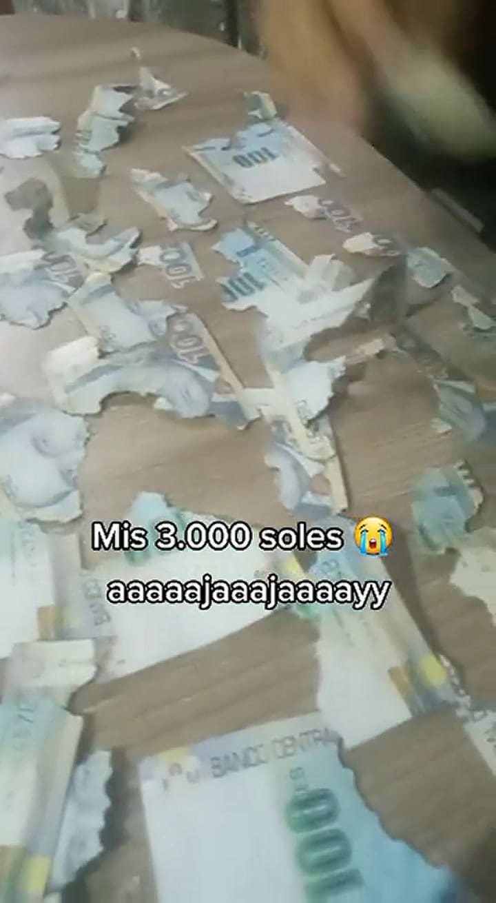 Viral: rata destroza más de 15 mil pesos en ahorros