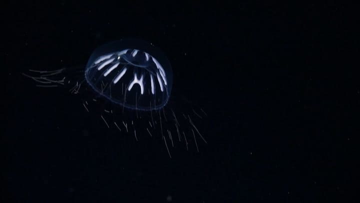Descubren 57 nuevas especies en las profundidades argentinas - Gentileza Schmidt Ocean Institute