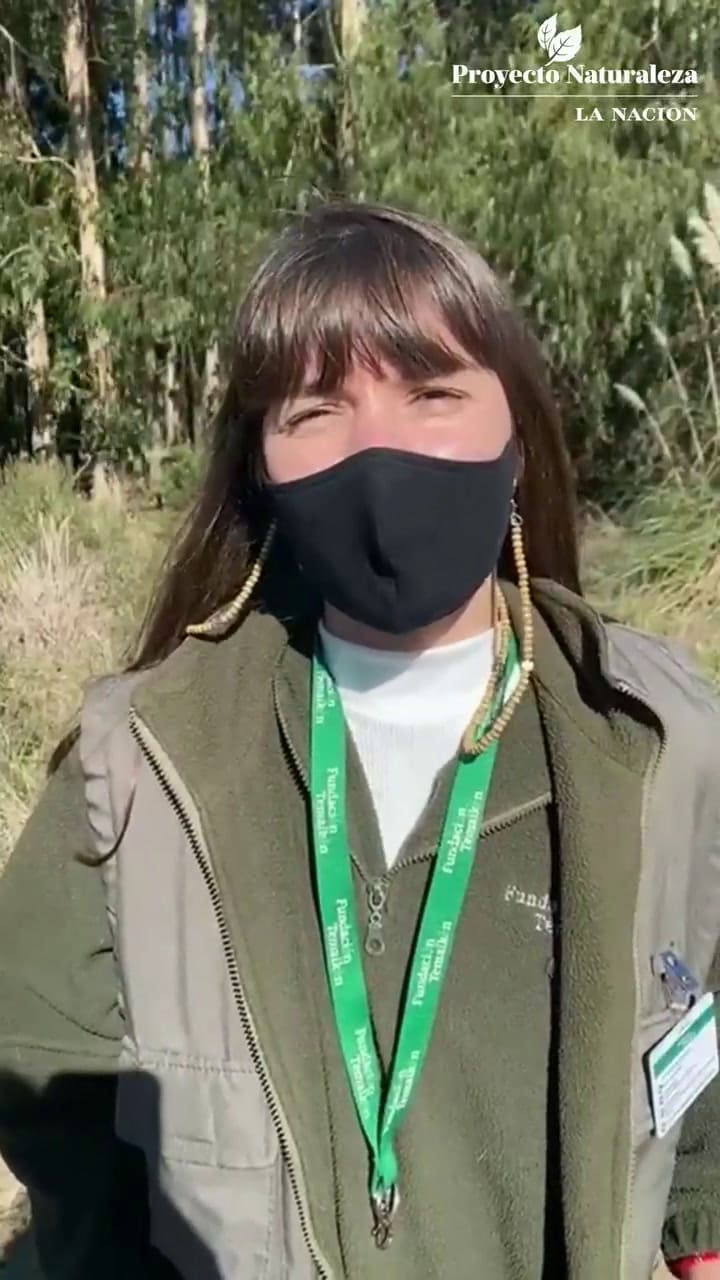 Liberación de Ciervo de los Pantanos en el Delta
