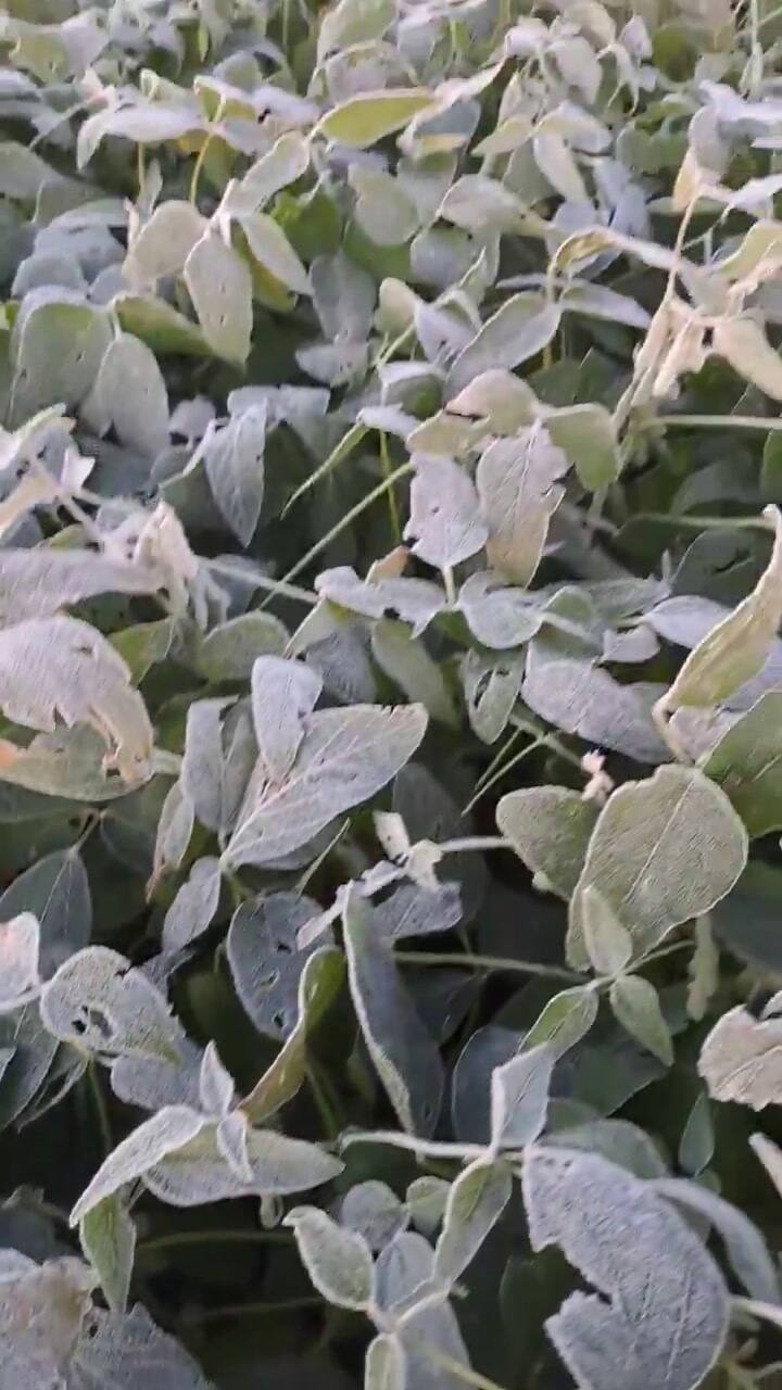 Hojas congeladas por las bajas temperaturas
