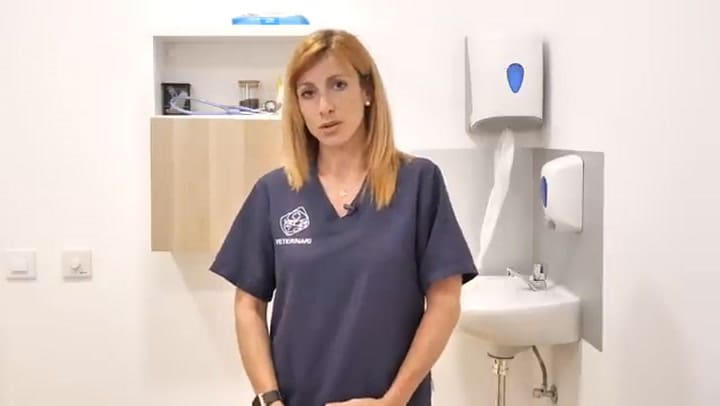 ¿Por qué mi perro vomita amarillo?
