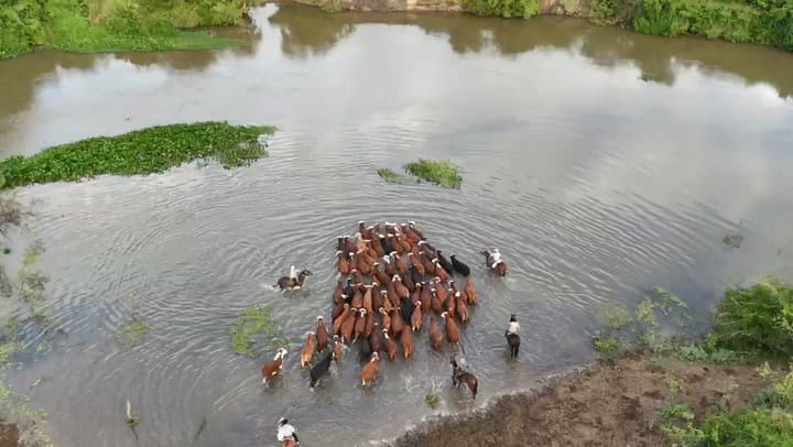Productores de la 3ra Sección Paraje El Cerrito, Goya, cruzan los animales