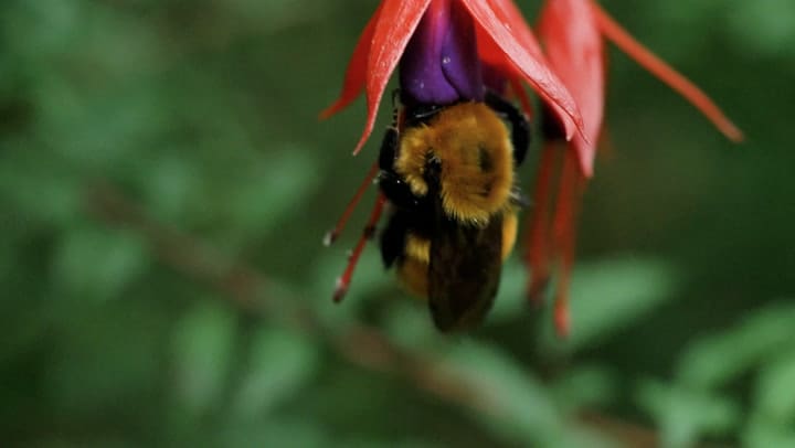 Abejorro nativo patagónico en la flor nacional de Chile, el copihue