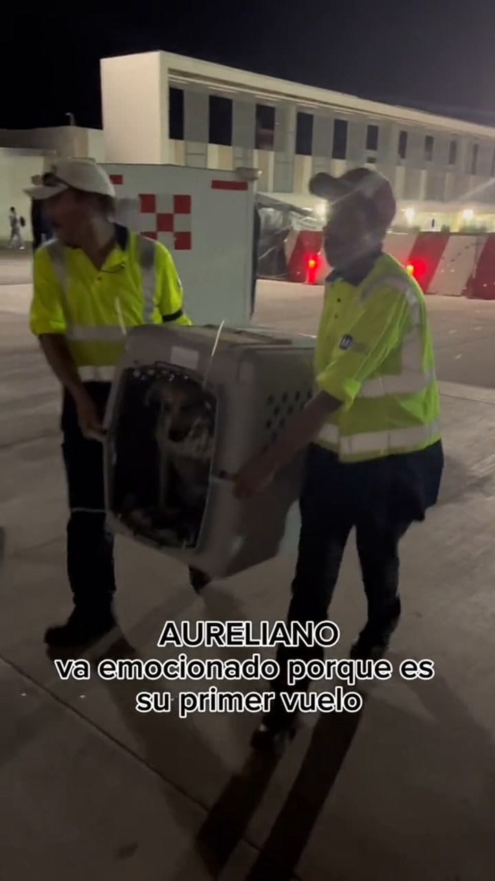 Un trabajador de aeropuerto mostró cómo viajan los perros en las bodegas de un avión