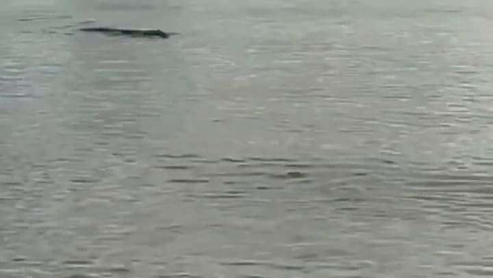 Graban el momento en que un cocodrilo se come dos tiburones - Fuente: YouTube