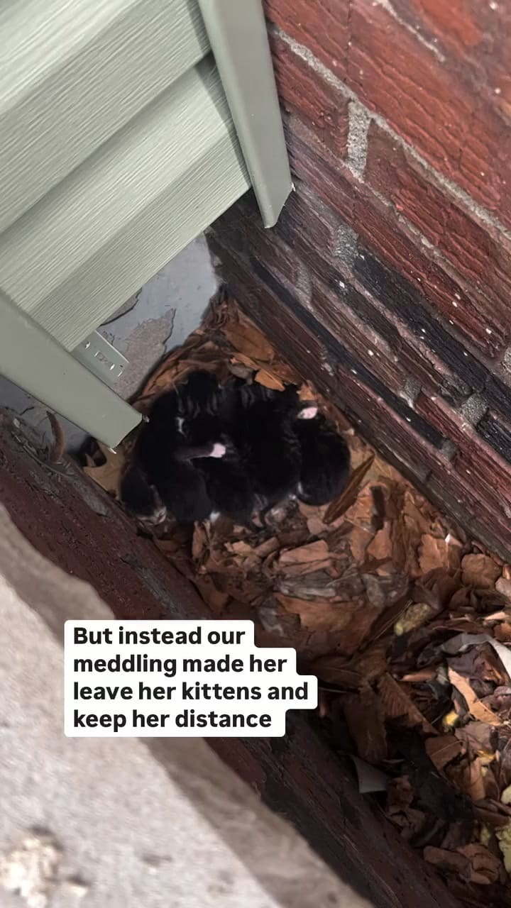 La rescatista Heidi Systo acudió al lugar para ayudar a la gata y sus crías