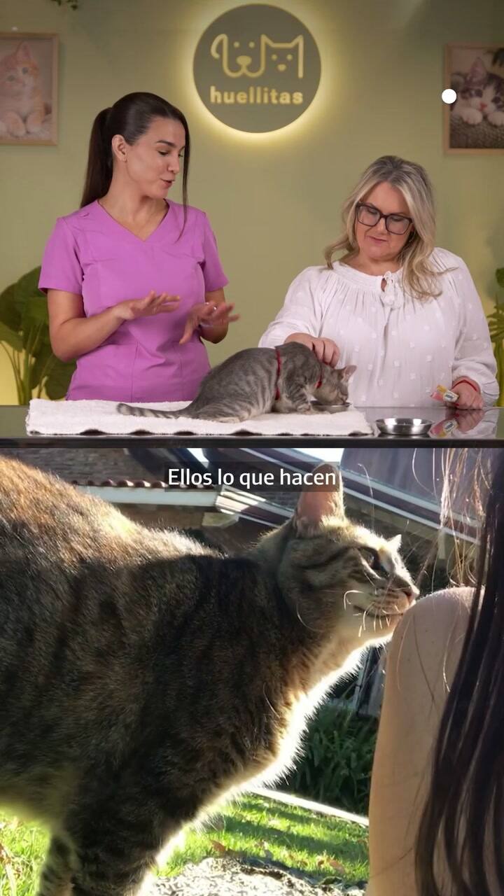 Huellitas: ¿Por qué mi gato hace eso?