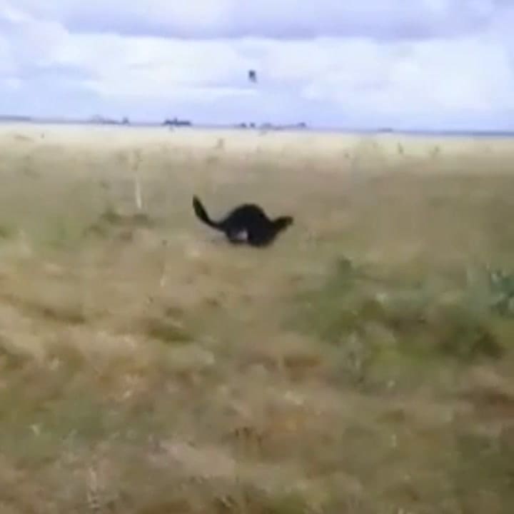 Avistaron una nutria gigante que llegó de El Impenetrable hasta la provincia de Buenos Aires