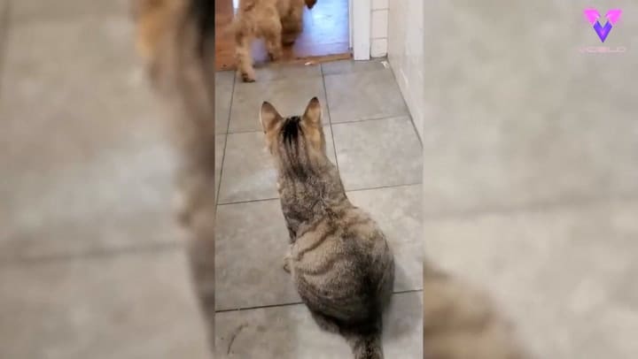 Cachorrito busca a un perro más grande para que lo ayude a defenderse de un gato
