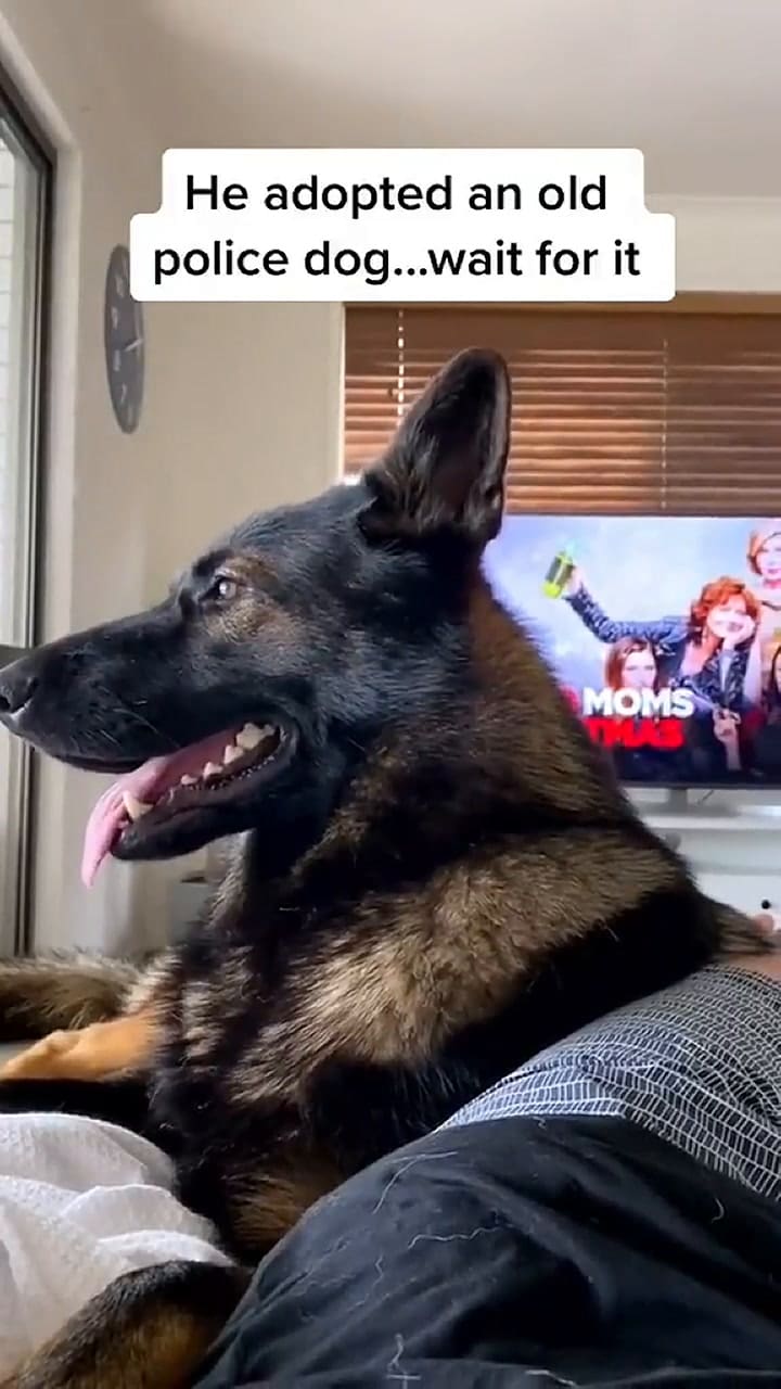 La increíble reacción de un ex perro policía al nombrarle una droga