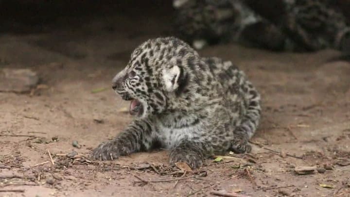 Nacieron dos yaguaretés en el Parque Nacional El Impenetrable de Chaco
