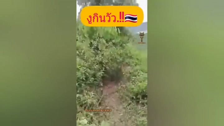 Encontró una cobra gigante en su granja