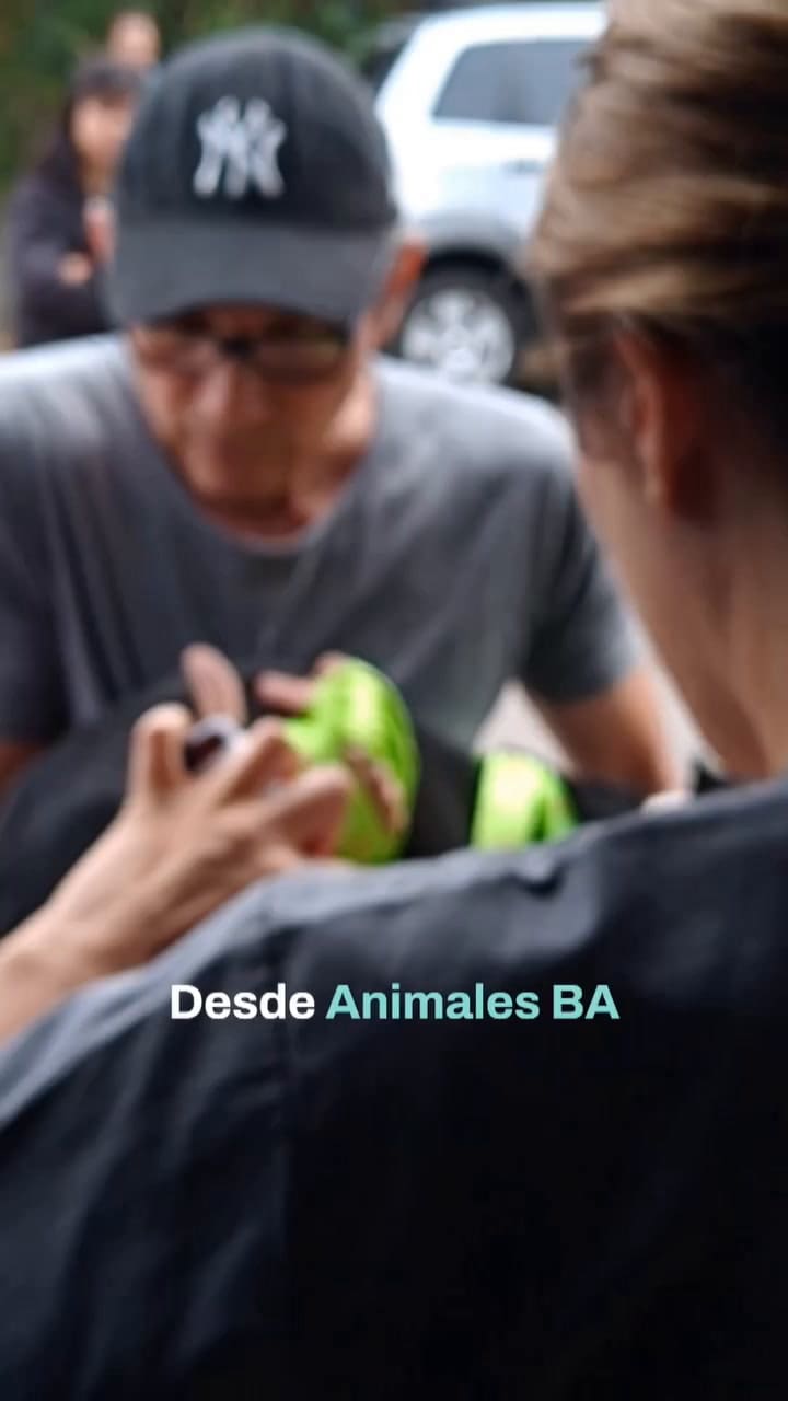 ¿Cómo es el procedimiento de castración que se realiza en la Ciudad de Buenos Aires?