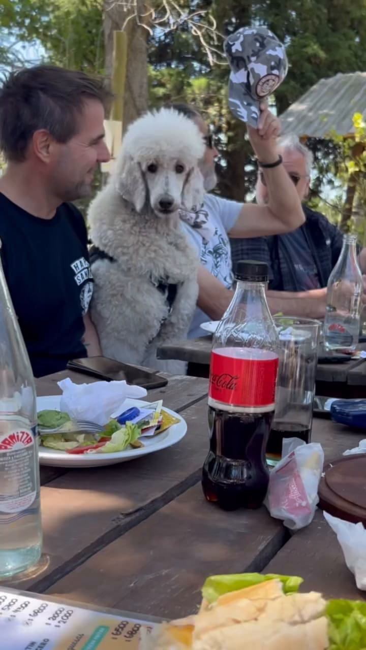 Cómo son los viajes en moto de Nuria, el perro caniche que es estrella en las redes sociales