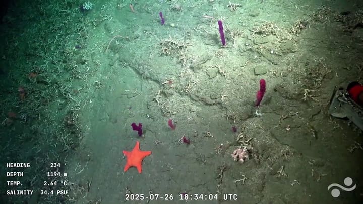 Videos capturados por la expedición del Conicet