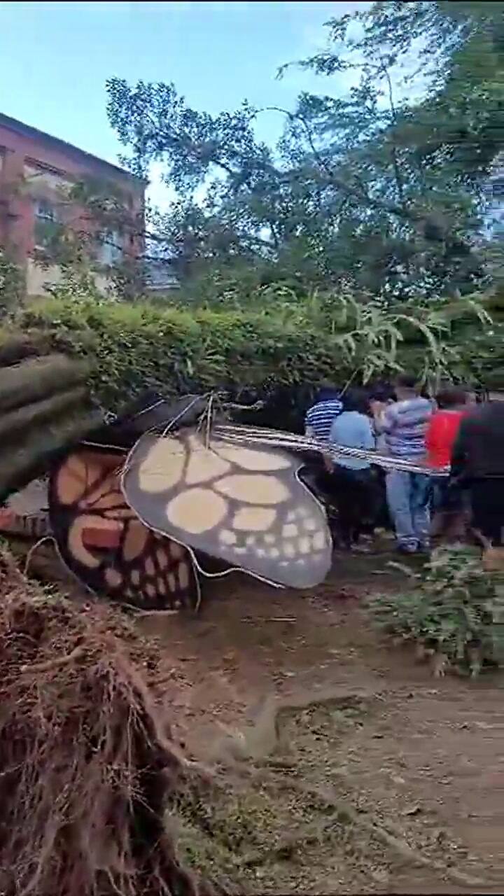 El árbol que se cayó