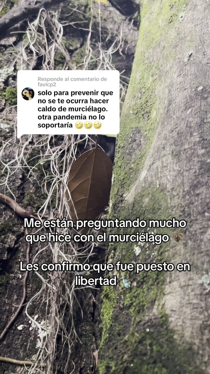 Lajumotta Murciélago En Libertad