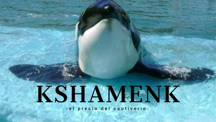 Kshamenk, la orca de Mundo Marino: 33 años en cautiverio y una historia que genera preguntas