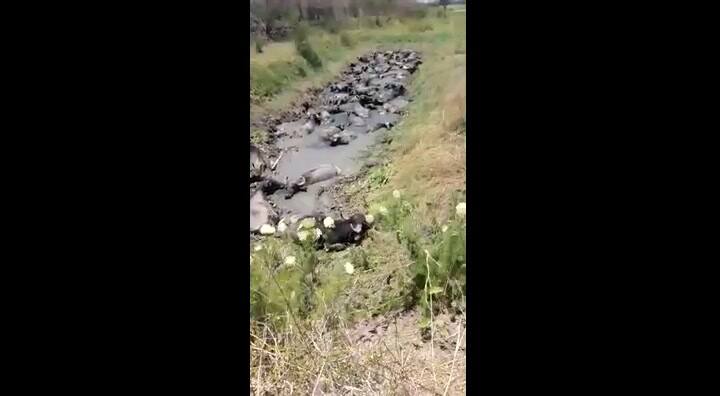 Drama por la sequía en el norte de Santa Fe