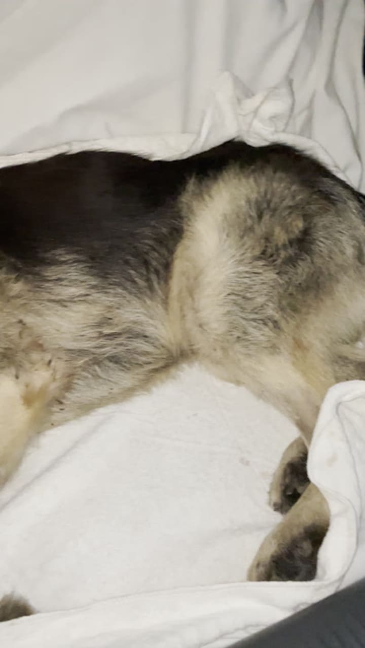 Logan tuvo una recuperación milagrosa