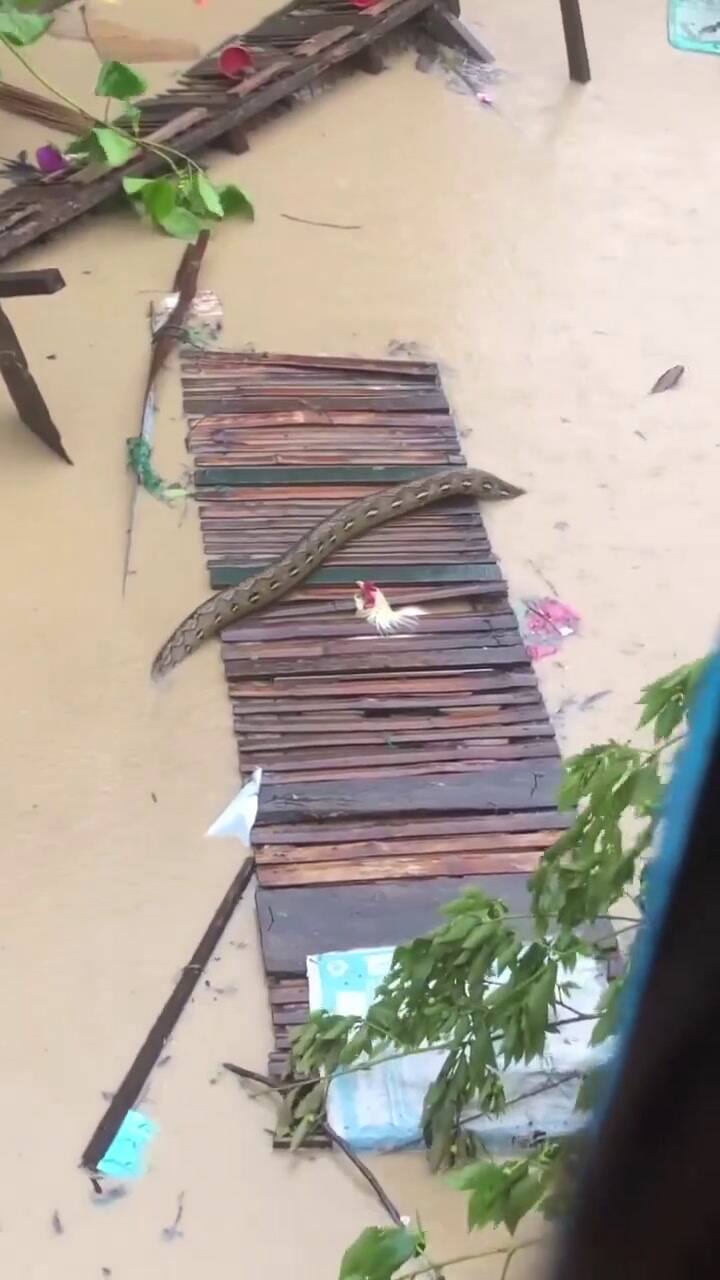 Serpientes de gran tamaño huyen de las fuertes inundaciones que ha dejado un tifón en Cebú, Filipinas