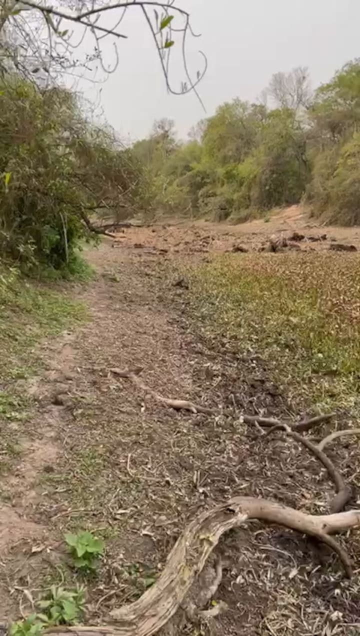 Video De Formosa