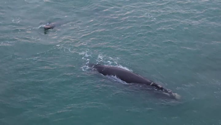 Desde el aire: las ballenas que sorprendieron a Costa Esmeralda - Gentileza José Carné