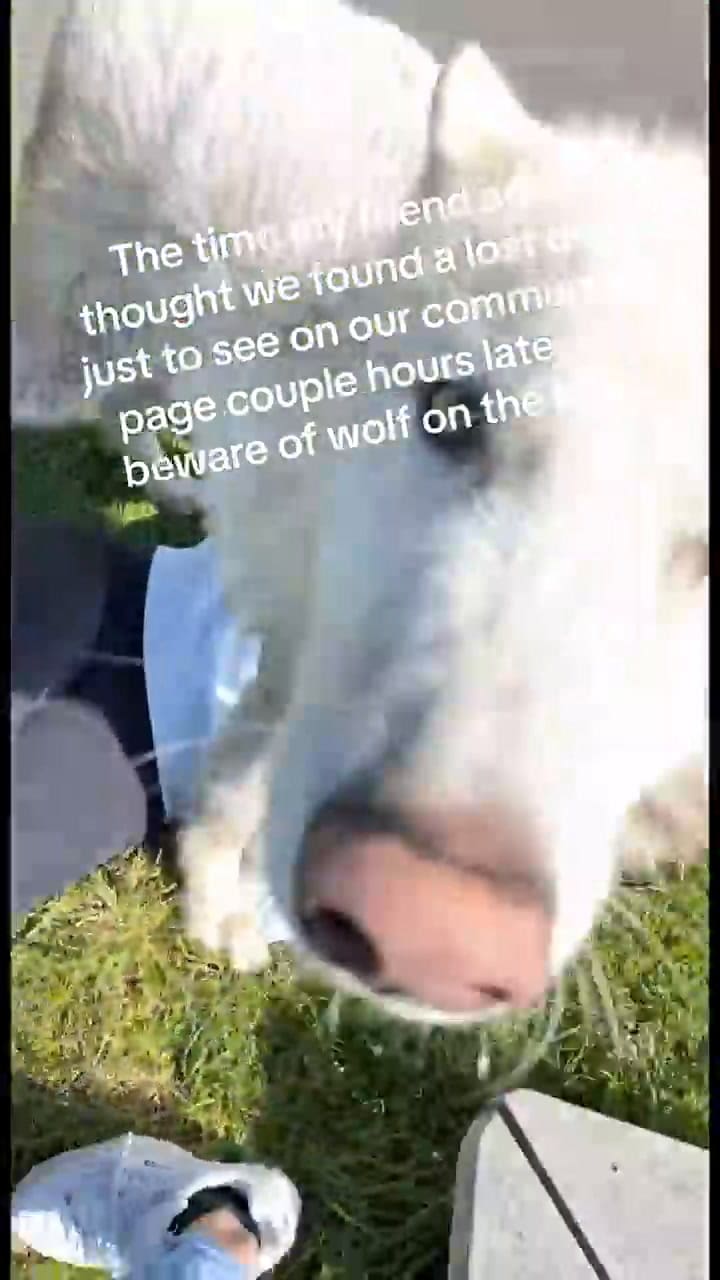 Confundieron a un lobo blanco con un perro y hasta jugaron con él