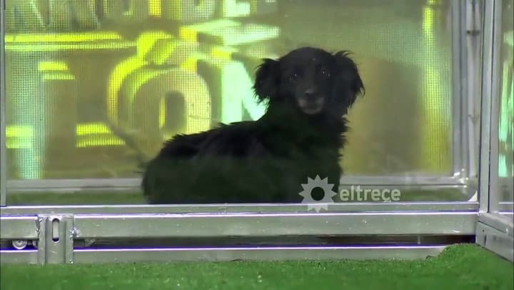 Milagros, la perra de una pata, que se arriesgó a jugar a 'El perro del millón' - Fuente: elTrece