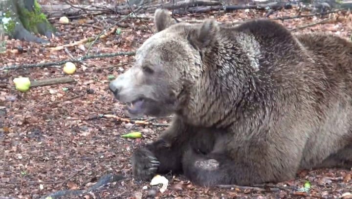 El oso Gordo en el santuario de Belitsa