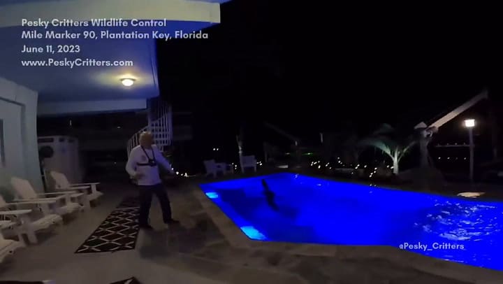 Así fue el momento en el que un cazador lucha contra un caimán en Florida