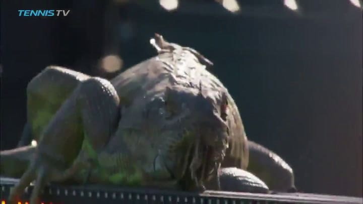 Una iguana entró en la cancha e hizo suspender un partido en el Masters 1000 de Miami