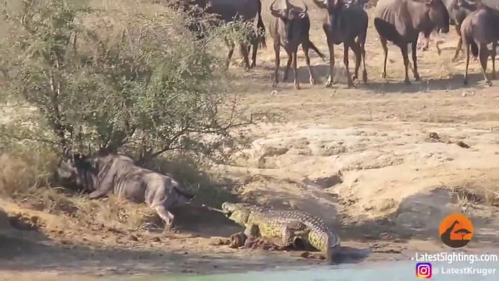 Dos hipopótamos salvaron la vida de un ñu