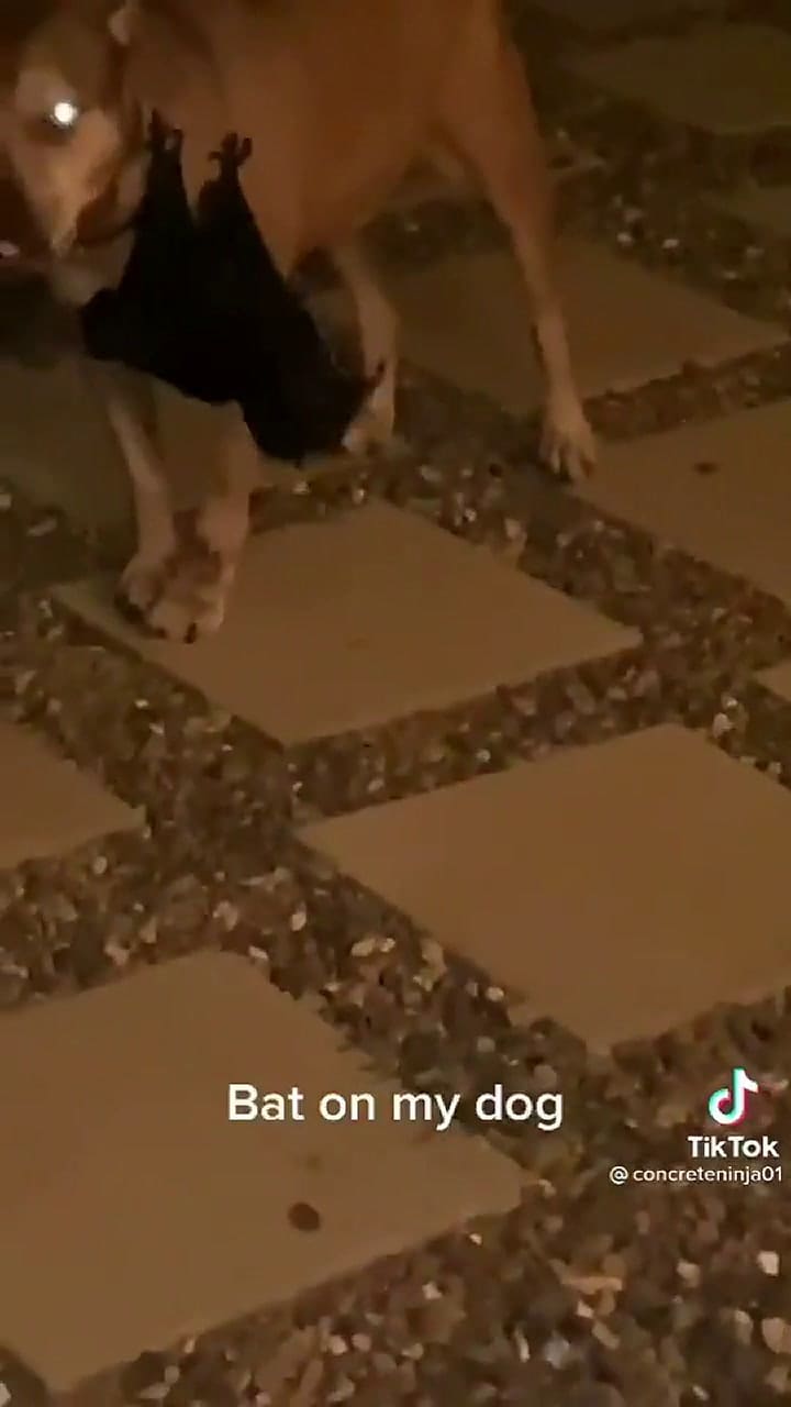 Filmó cómo un murciélago chupa la sangre de su perro