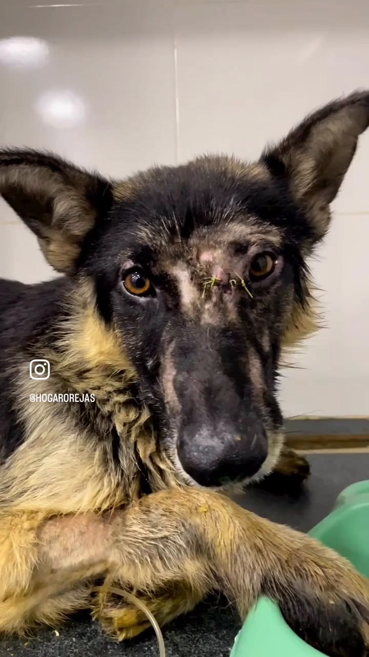 Logan tuvo una recuperación milagrosa