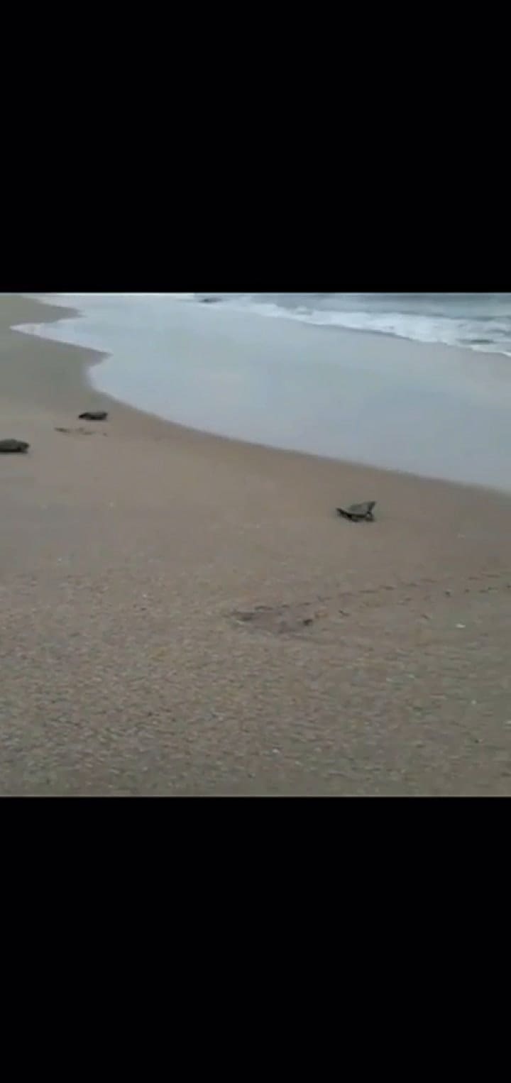 Nacieron casi 100 tortugas de una especie que estaba en peligro de extinción