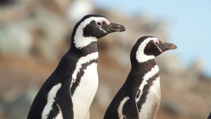 Un plan para proteger especies amenazadas