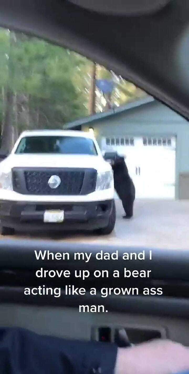 El impresionante encuentro de un padre y su hija con un oso