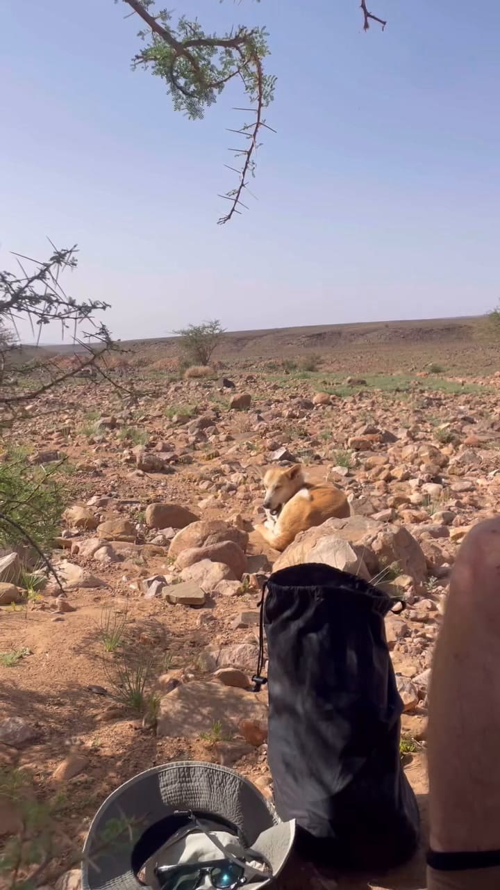 La perra que acompañó a unos ciclistas durante 100 kilómetros por el desierto del Sahara