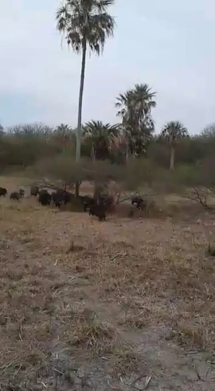 Ok Jabalíes
