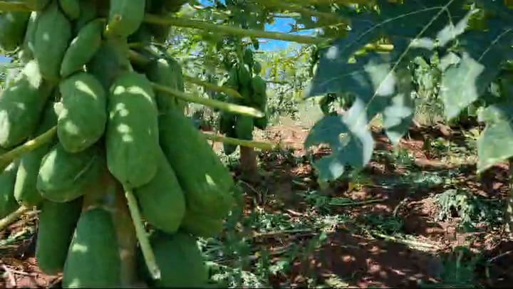Papaya